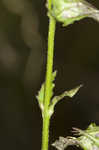 Southern lobelia